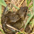 /album/my-local-birding-gallery/a-frog-in-the-grass-in-november-jpg/